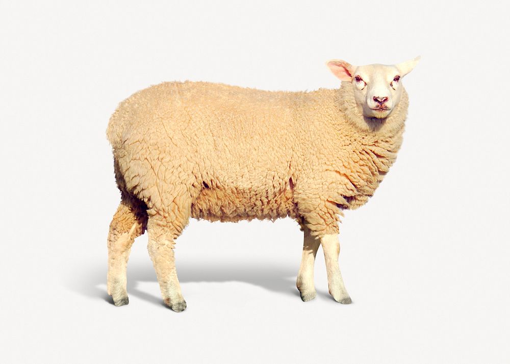Sheep isolated on white, real animal design psd