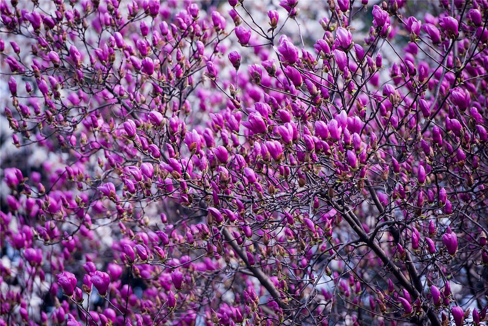 Pink magnolia background. Free public domain CC0 image.