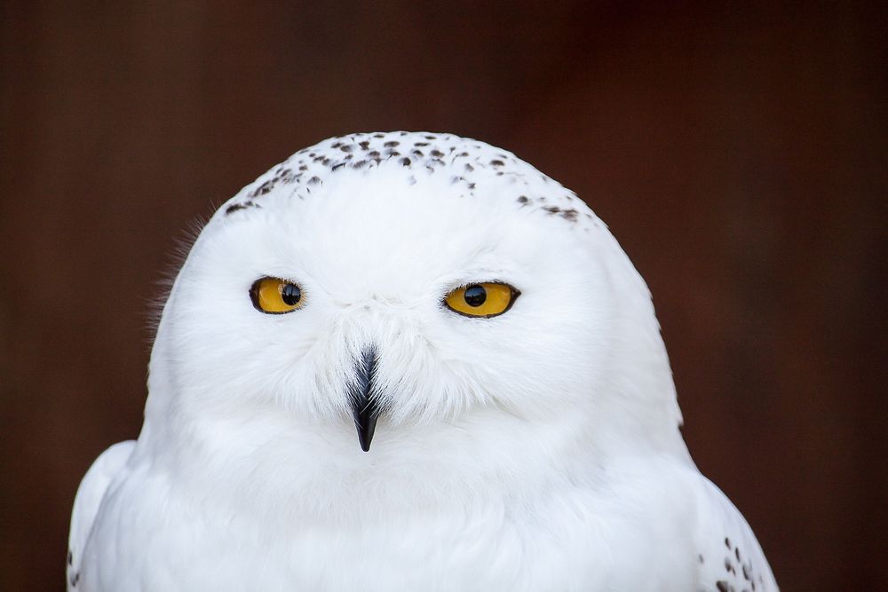 Snowy owl head close up. Free public domain CC0 image.