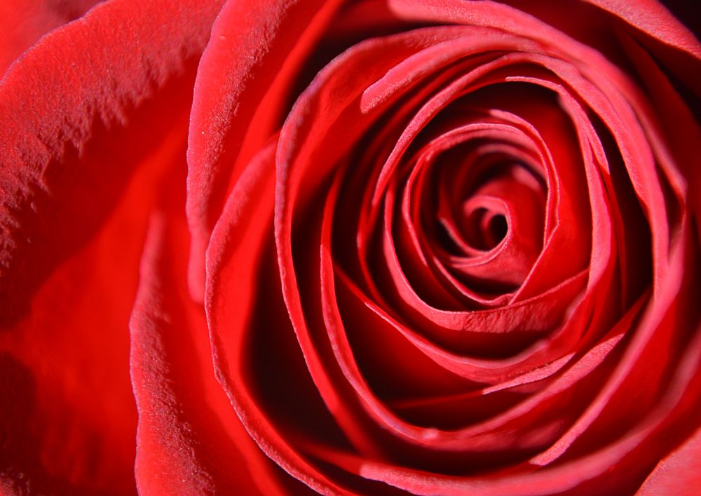Aesthetic rose close up background, red design 