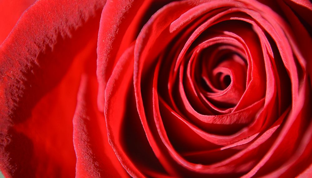 Red rose computer wallpaper, flower high definition background