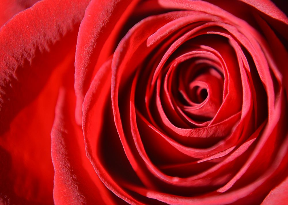 Red rose background, close up flower design