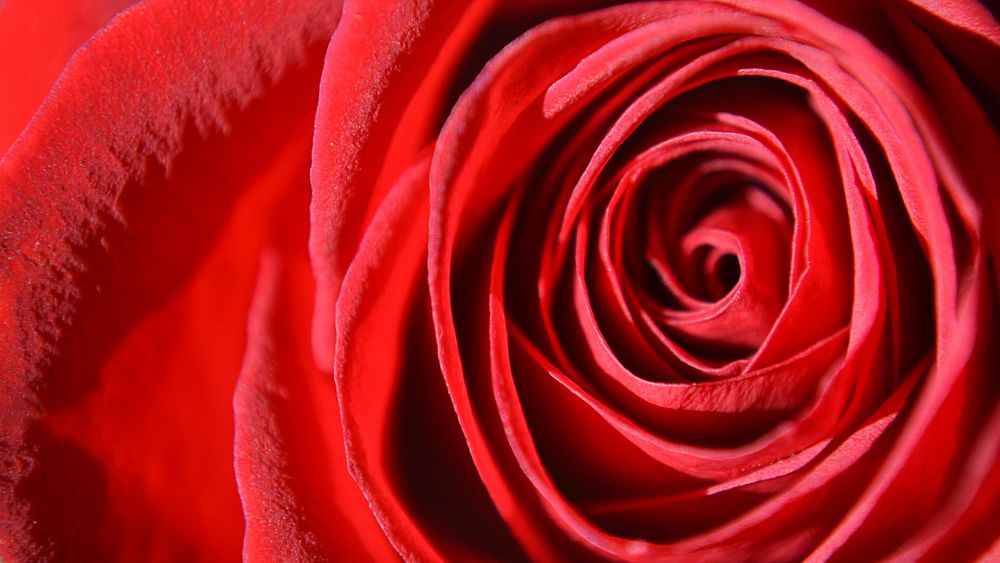 Rose desktop wallpaper, flower high definition background