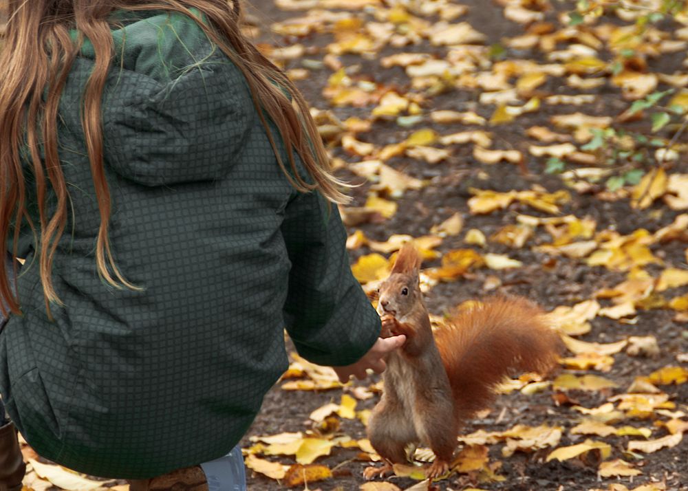 Girl feeding squirrel, animal photography. Free public domain CC0 image.