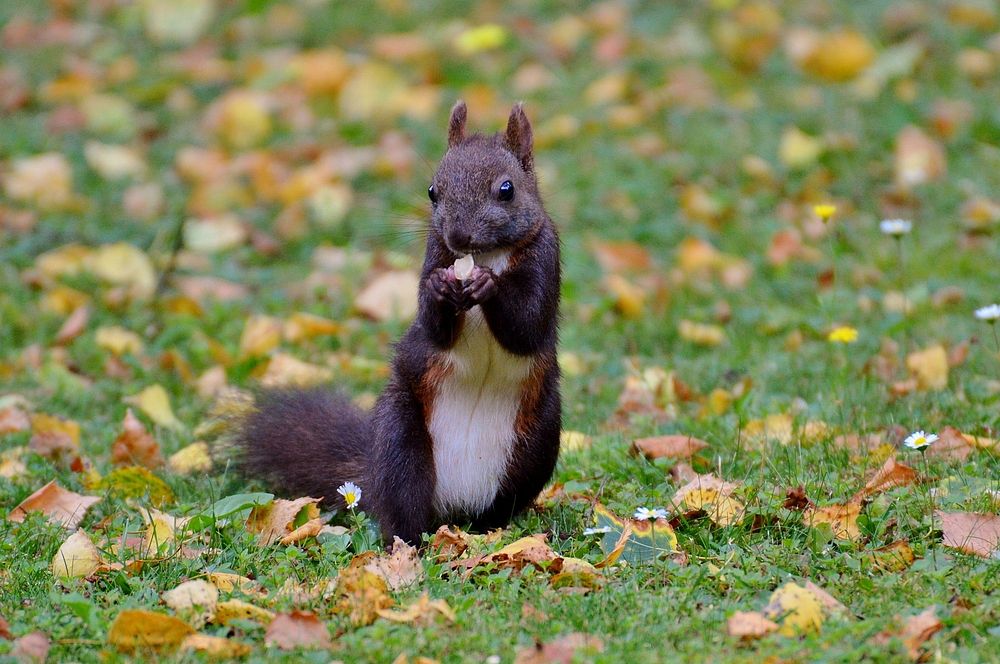 Cute squirrel eating nut image. Free public domain CC0 image.