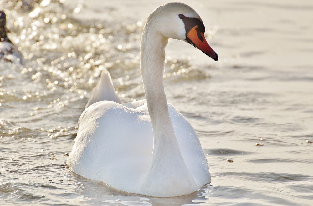 White swan close up. Free public domain CC0 photo.