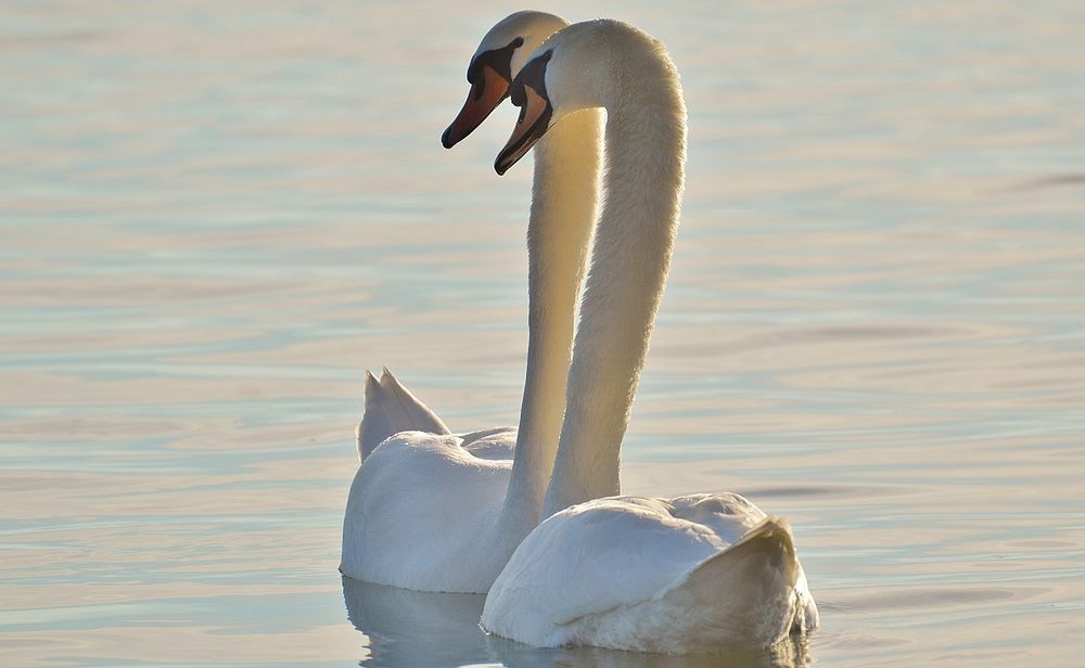 Two white swans swimming together. Free public domain CC0 photo.