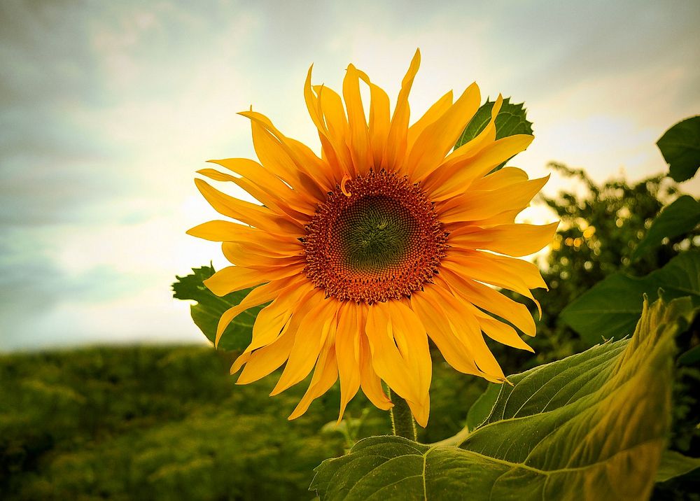 Sunflower. Free public domain CC0 photo.