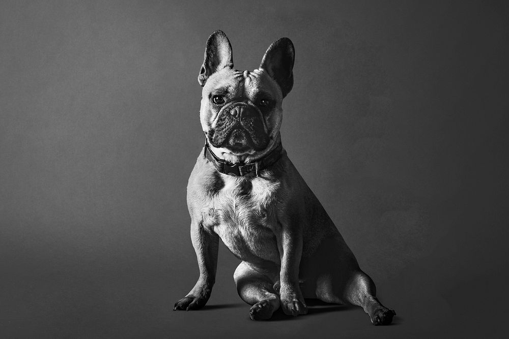 Bulldog pet background, animal portrait in black and white