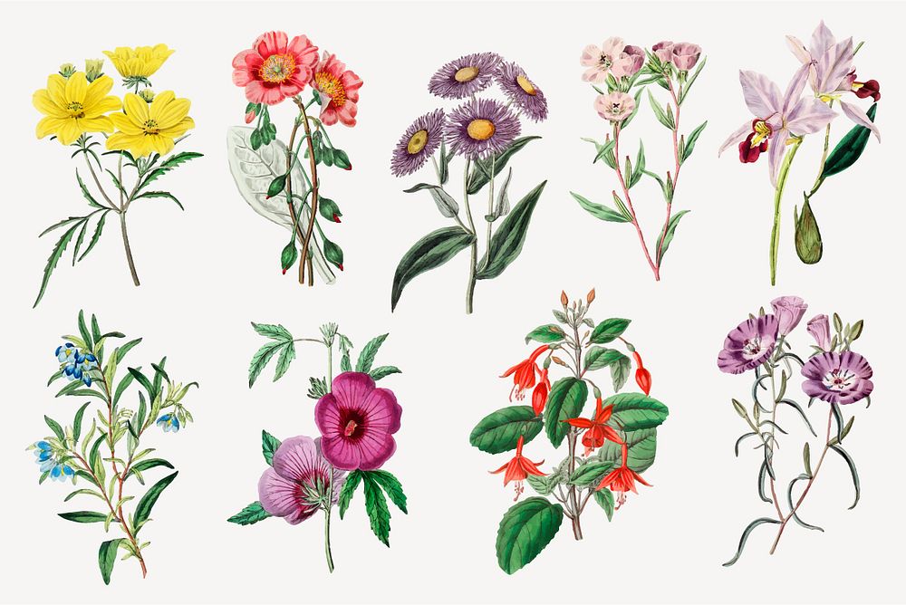 Hand drawn flowers vector vintage botanical set