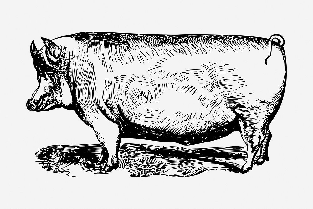 Suffolk pig animal hand drawn illustration. Free public domain CC0 image.