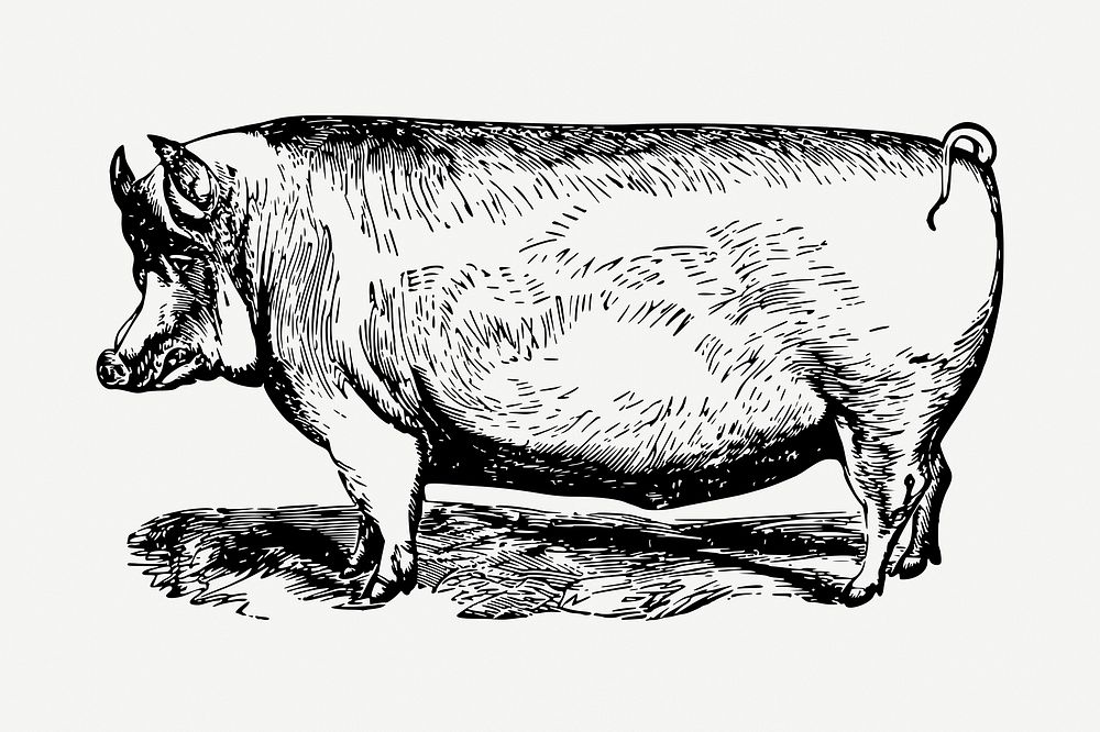 Suffolk pig animal collage element, vintage illustration psd. Free public domain CC0 image.