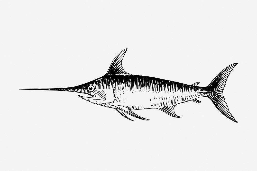 Swordfish drawing, vintage sea animal illustration. Free public domain CC0 image.