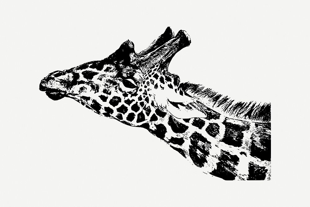 Giraffe sticker, vintage animal, wildlife illustration psd. Free public domain CC0 image.