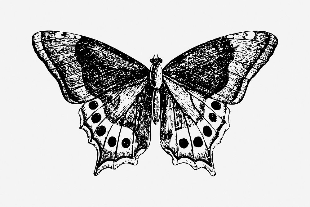 Vintage butterfly drawing, insect illustration. Free public domain CC0 image.