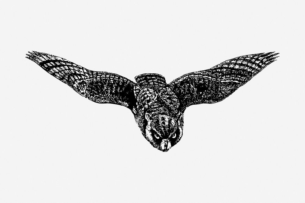 Eagle owl drawing, vintage bird illustration. Free public domain CC0 image.