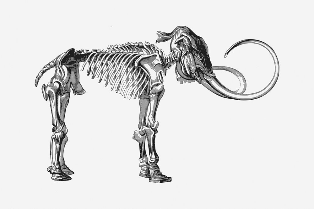 Vintage mammoth fossil, animal illustration. Free public domain CC0 image.