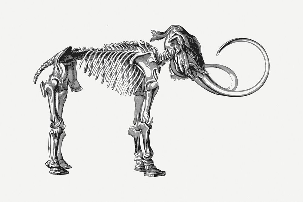 Mammoth fossil drawing, animal illustration psd. Free public domain CC0 image.