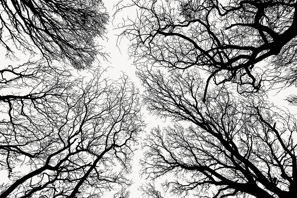 Leafless trees silhouette background, nature illustration in black vector. Free public domain CC0 image.