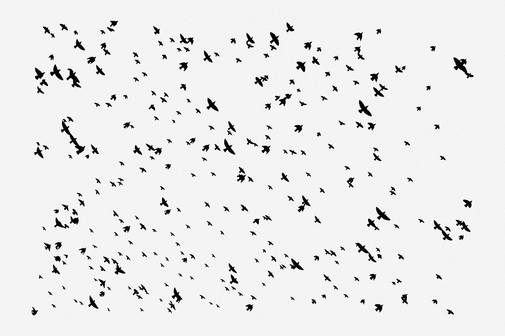 Flying birds, abstract white background. Free public domain CC0 image.
