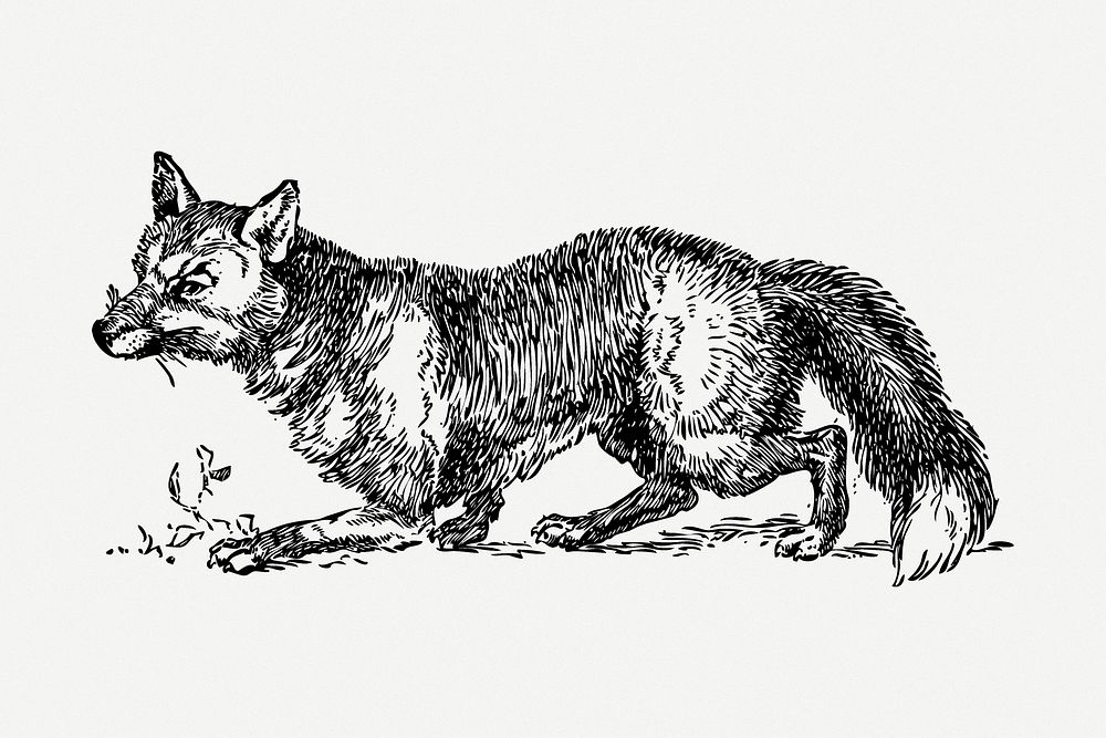 Fox drawing, wildlife vintage illustration psd. Free public domain CC0 image.