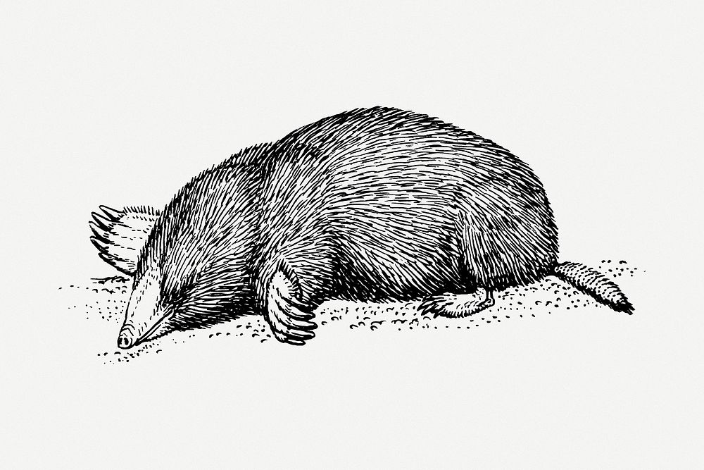 Mole drawing, animal vintage illustration psd. Free public domain CC0 image.