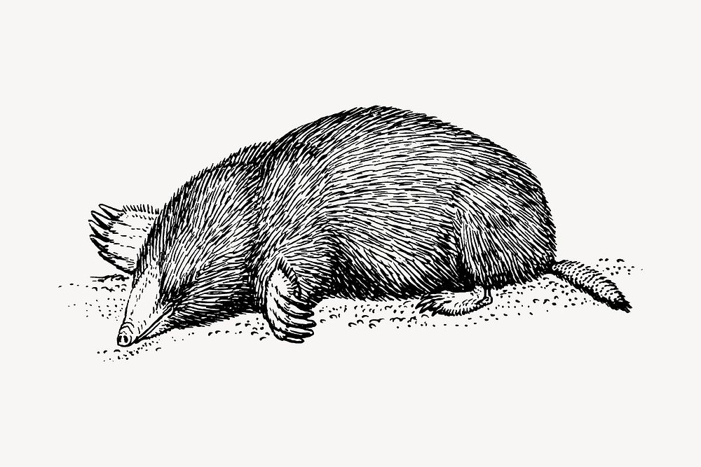 Mole drawing, vintage animal illustration vector. Free public domain CC0 image.