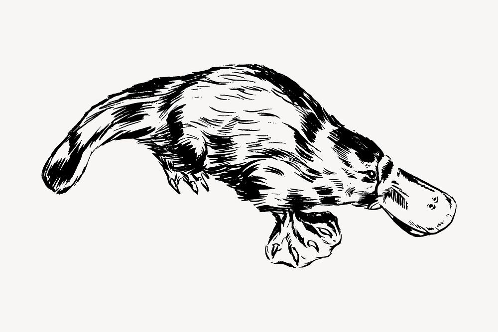 Platypus drawing, vintage wildlife illustration vector. Free public domain CC0 image.