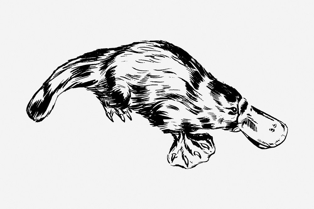 Platypus drawing, wildlife vintage illustration. Free public domain CC0 image.