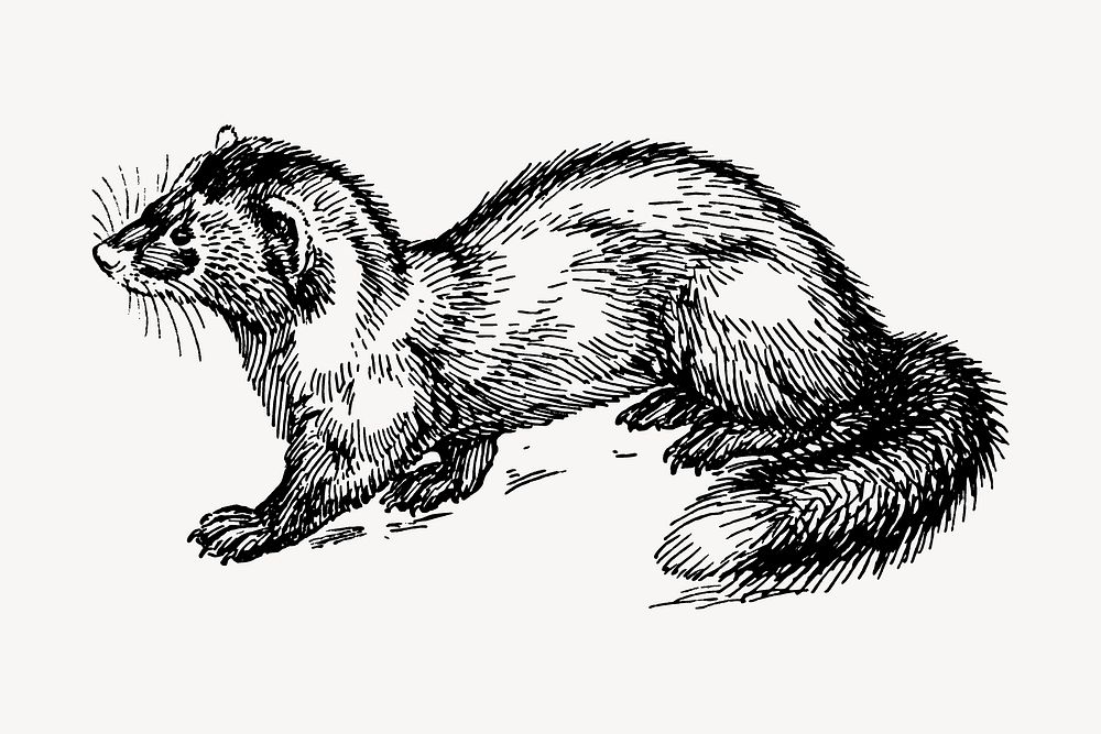 Polecat drawing, vintage wildlife illustration vector. Free public domain CC0 image.