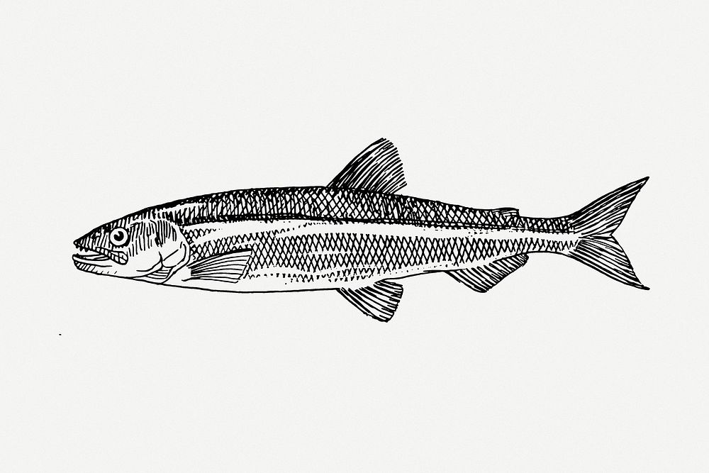Smelt fish drawing, sea animal illustration psd. Free public domain CC0 image.
