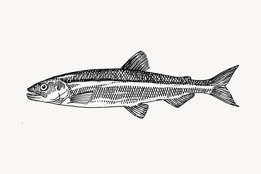 Smelt fish drawing, sea animal illustration vector. Free public domain CC0 image.