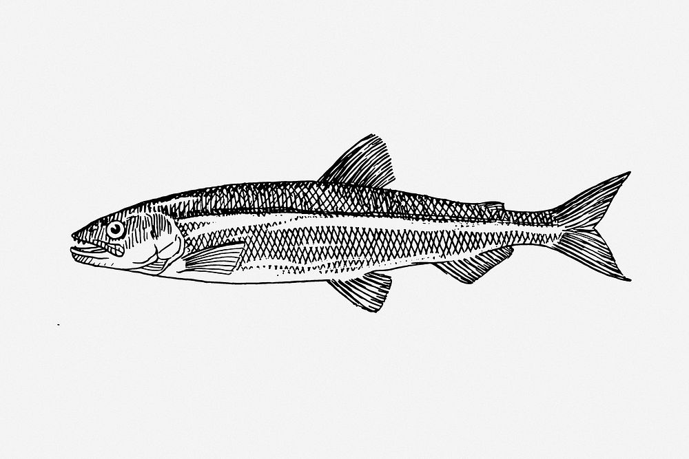 Smelt fish drawing, sea animal illustration. Free public domain CC0 image.