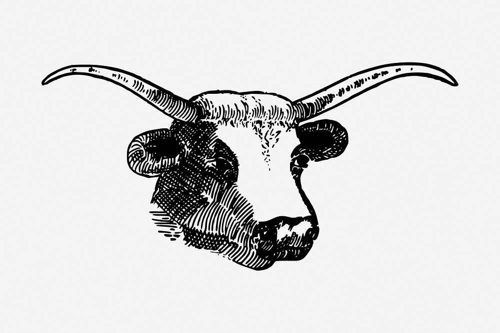 Bull drawing, animal vintage illustration psd. Free public domain CC0 image.