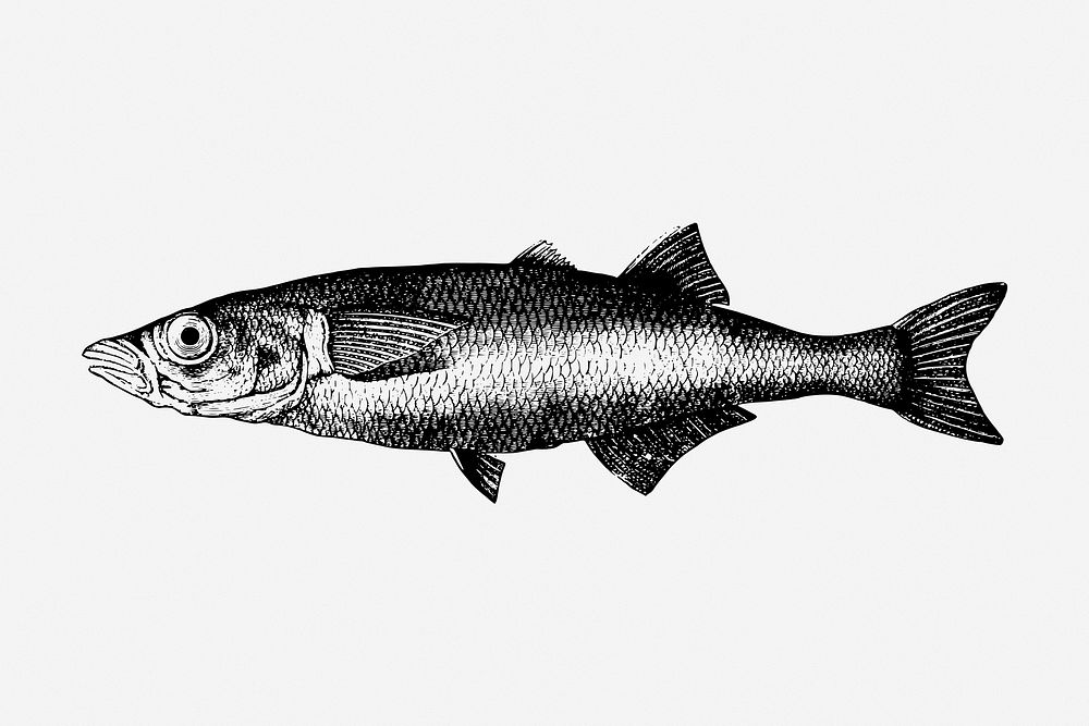 Fish drawing, sea animal, vintage illustration. Free public domain CC0 image.