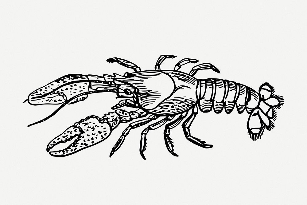 Lobster drawing, sea animal vintage illustration psd. Free public domain CC0 image.