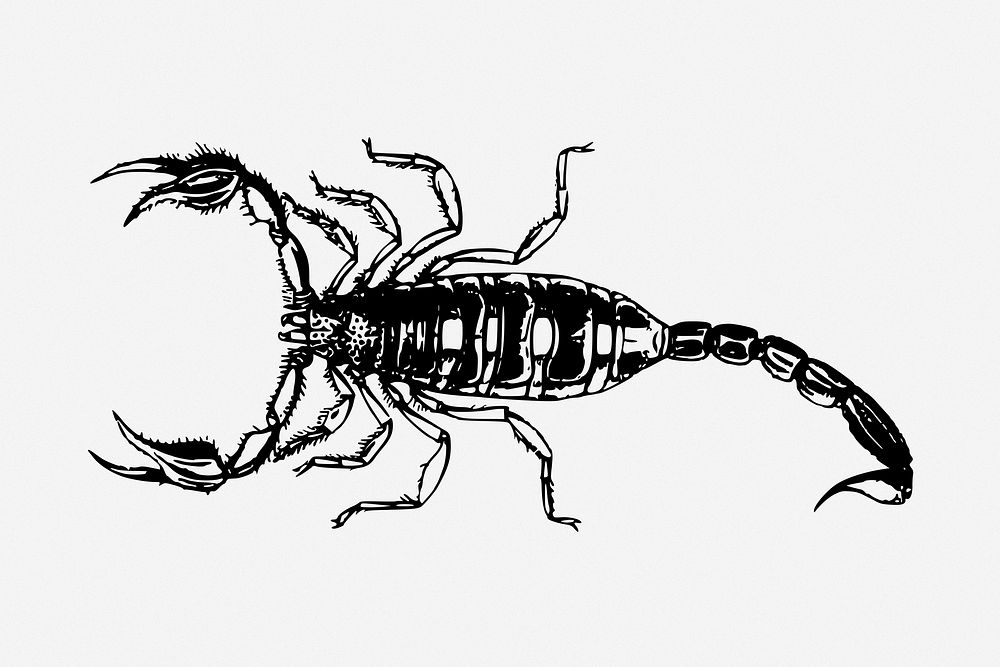 Scorpion drawing, astrological sign, animal vintage illustration. Free public domain CC0 image.