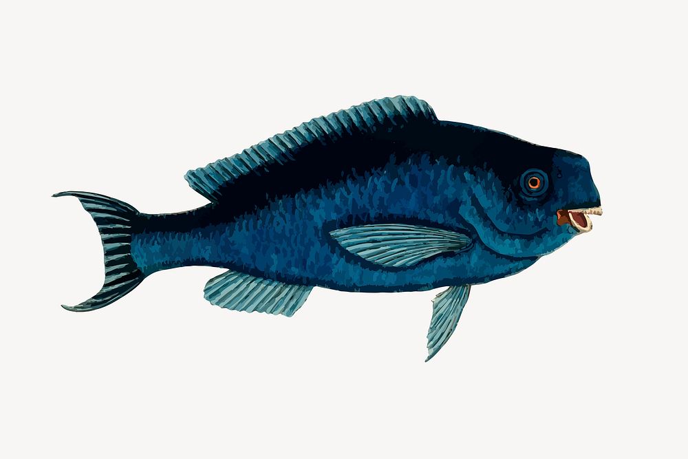 Parrot fish clipart, vintage sea animal illustration vector. Free public domain CC0 image.
