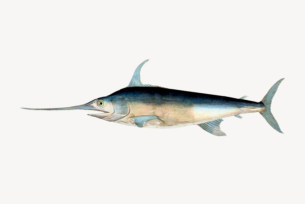 Swordfish clipart, vintage sea animal illustration vector. Free public domain CC0 image.