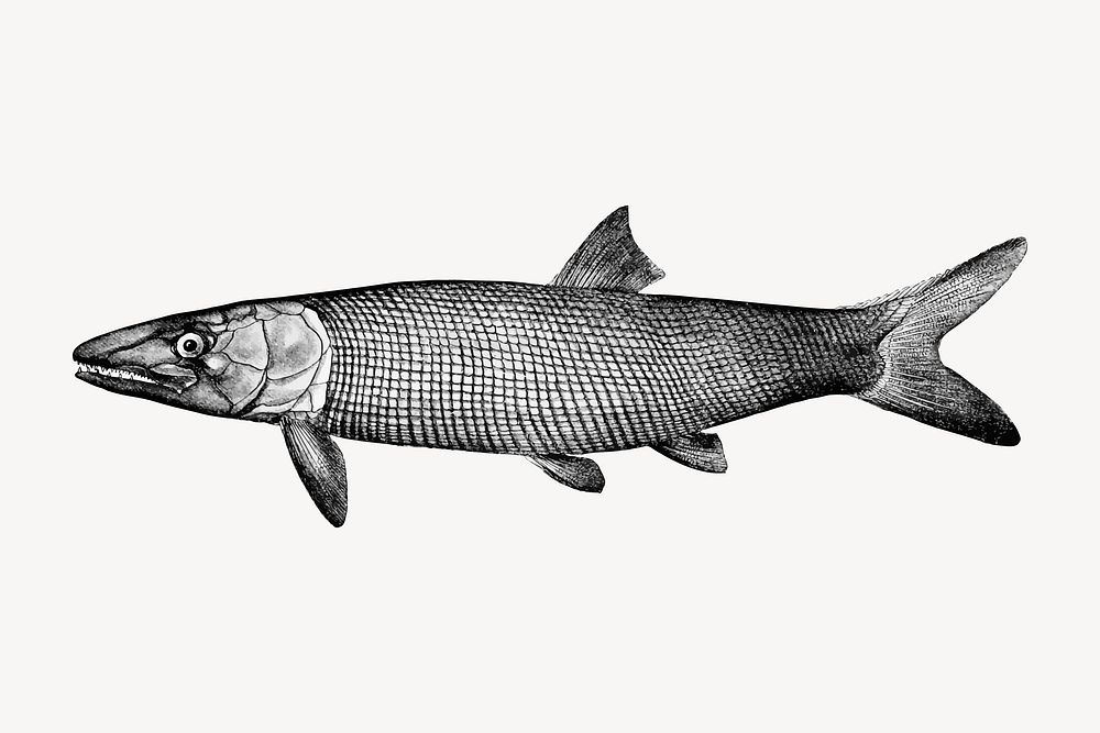 Extinct fish clipart, vintage sea life illustration vector. Free public domain CC0 image.