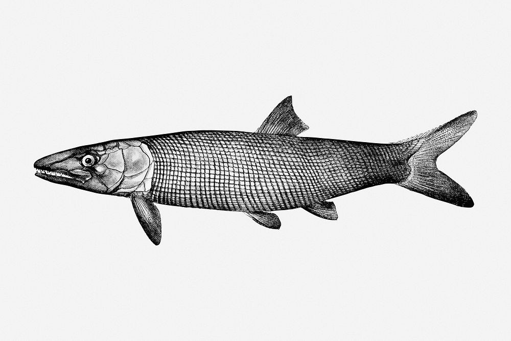 Extinct fish drawing, vintage sea animal illustration. Free public domain CC0 image.