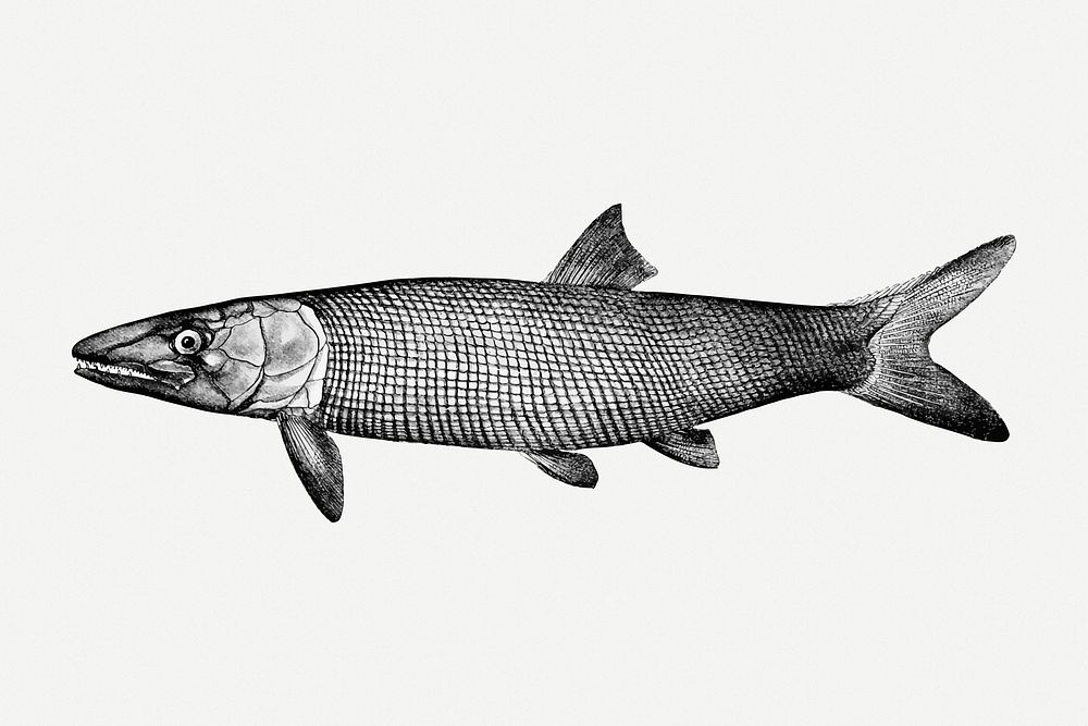 Extinct fish drawing, sea animal vintage illustration psd. Free public domain CC0 image.