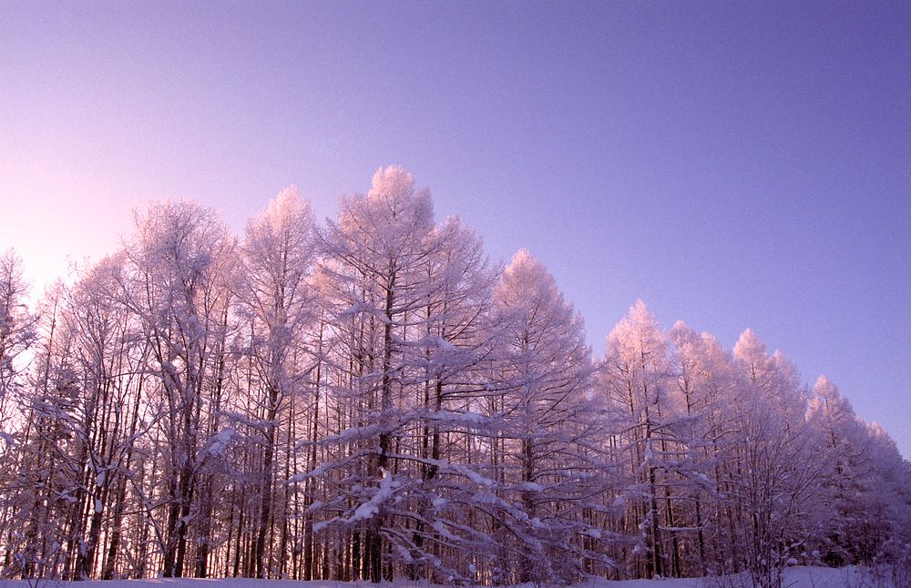 A frozen forest at sunrise in Hokkaido, Japan.