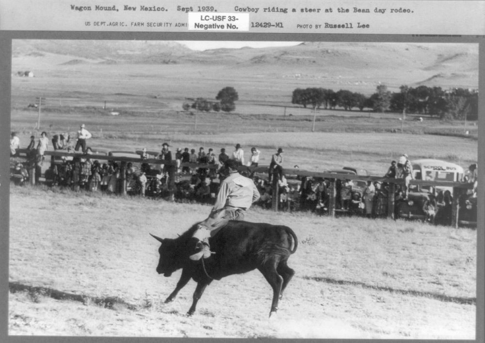 Cowboy riding steer, Bean Day rodeo, Wagon Mound, New Mexico by Russell Lee
