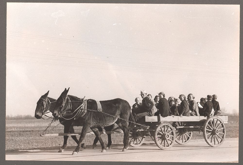 Carrying children home from school by wagon and mules near Transylvania Project, Louisiana by Russell Lee