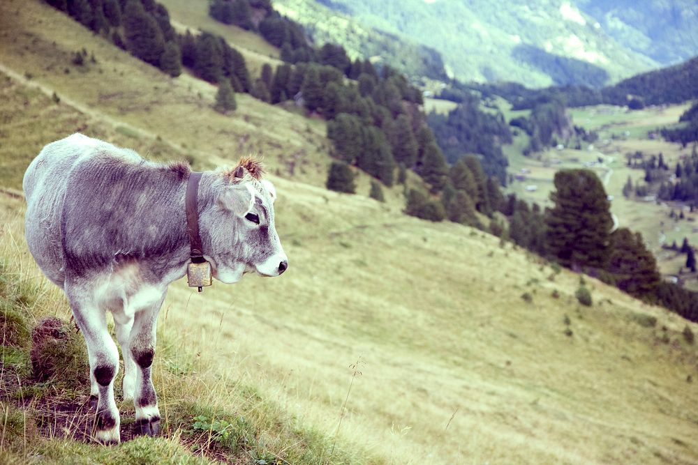 A cow in a greeny mountain field