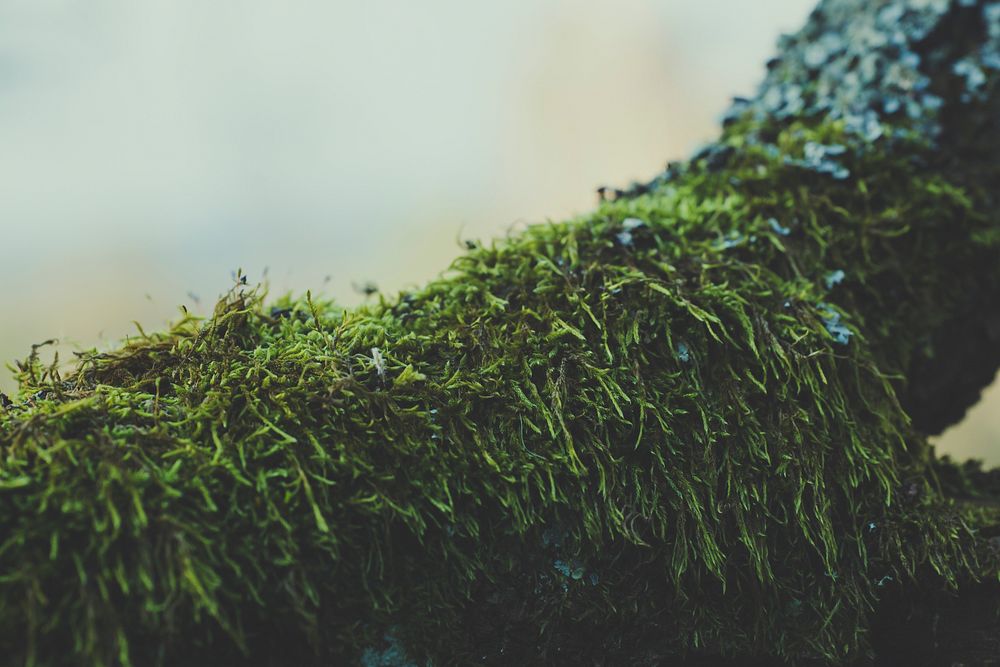 Moss on a branch