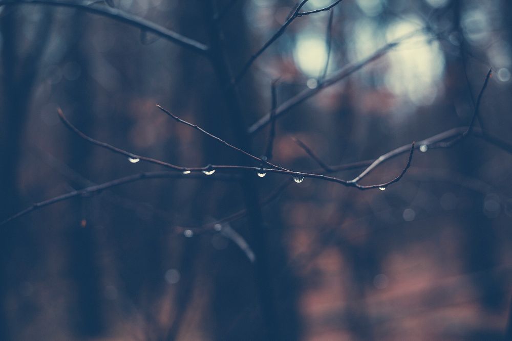 Raindrops on a tree