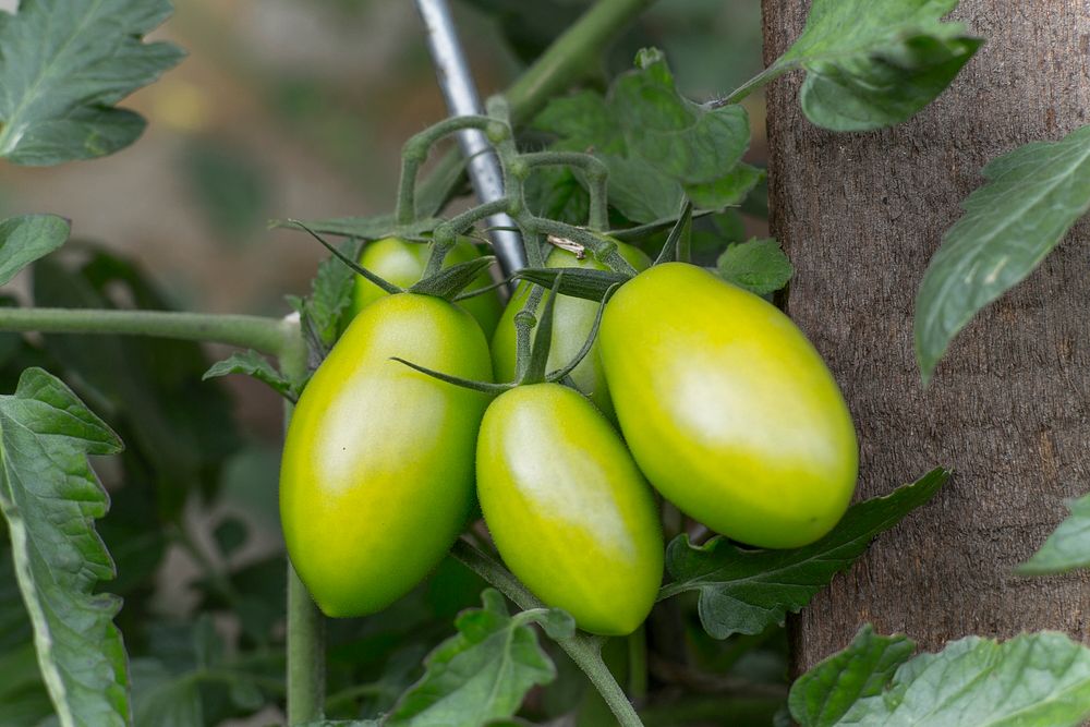 Close up of green tomatoes