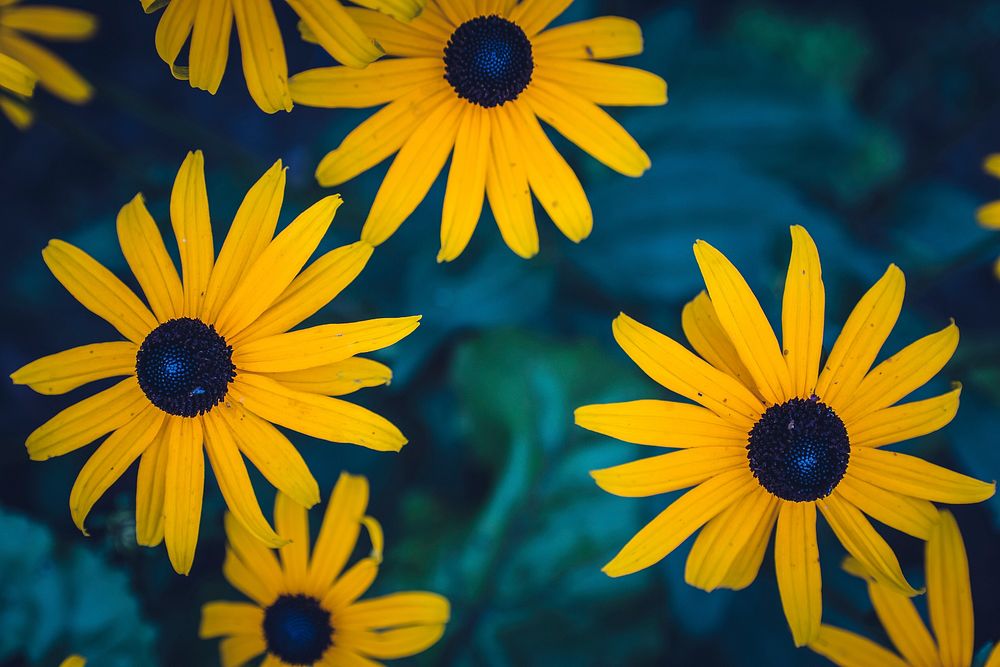 Closeup of beautiful yellow flowers